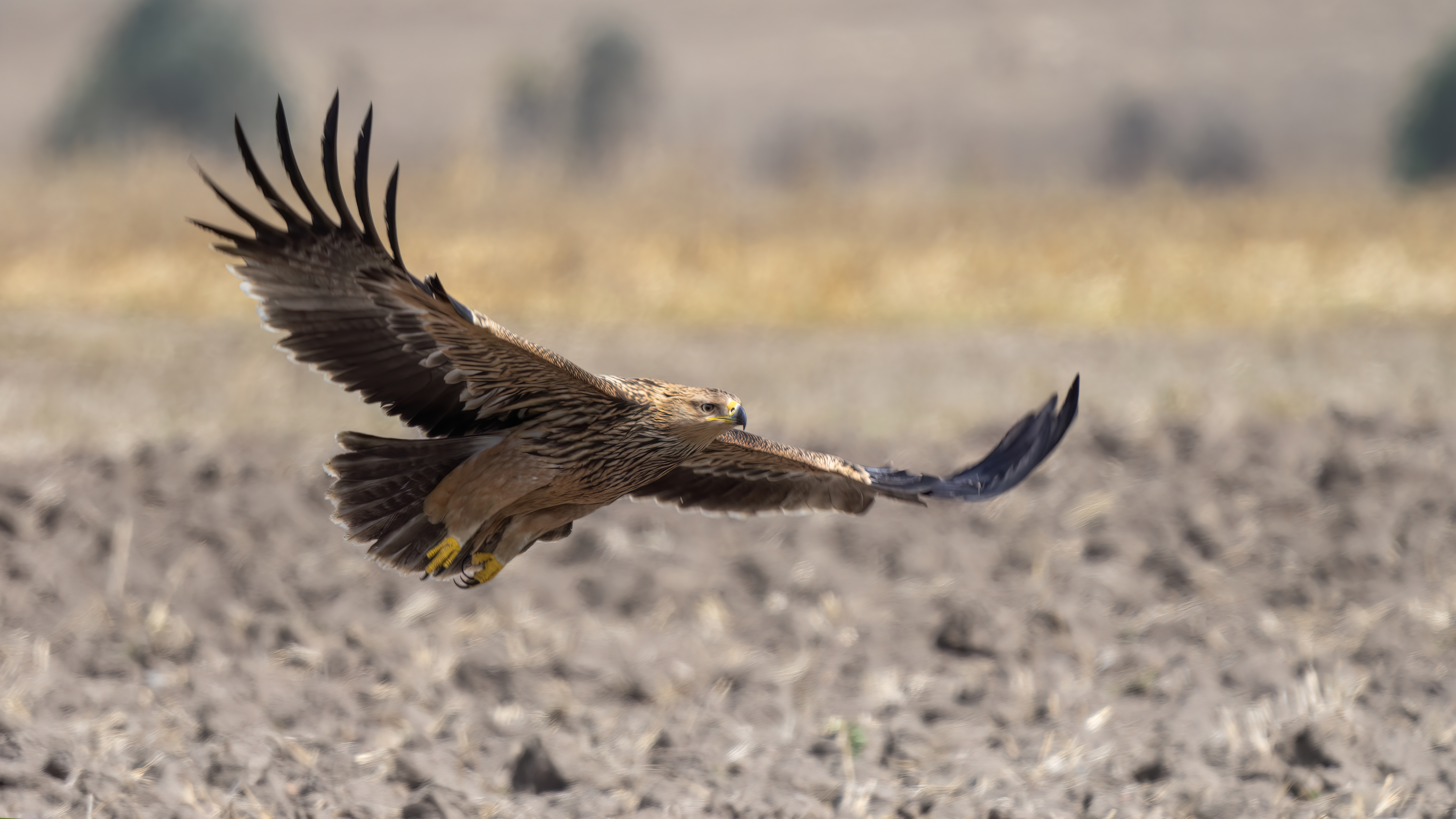 Imperial Eagle